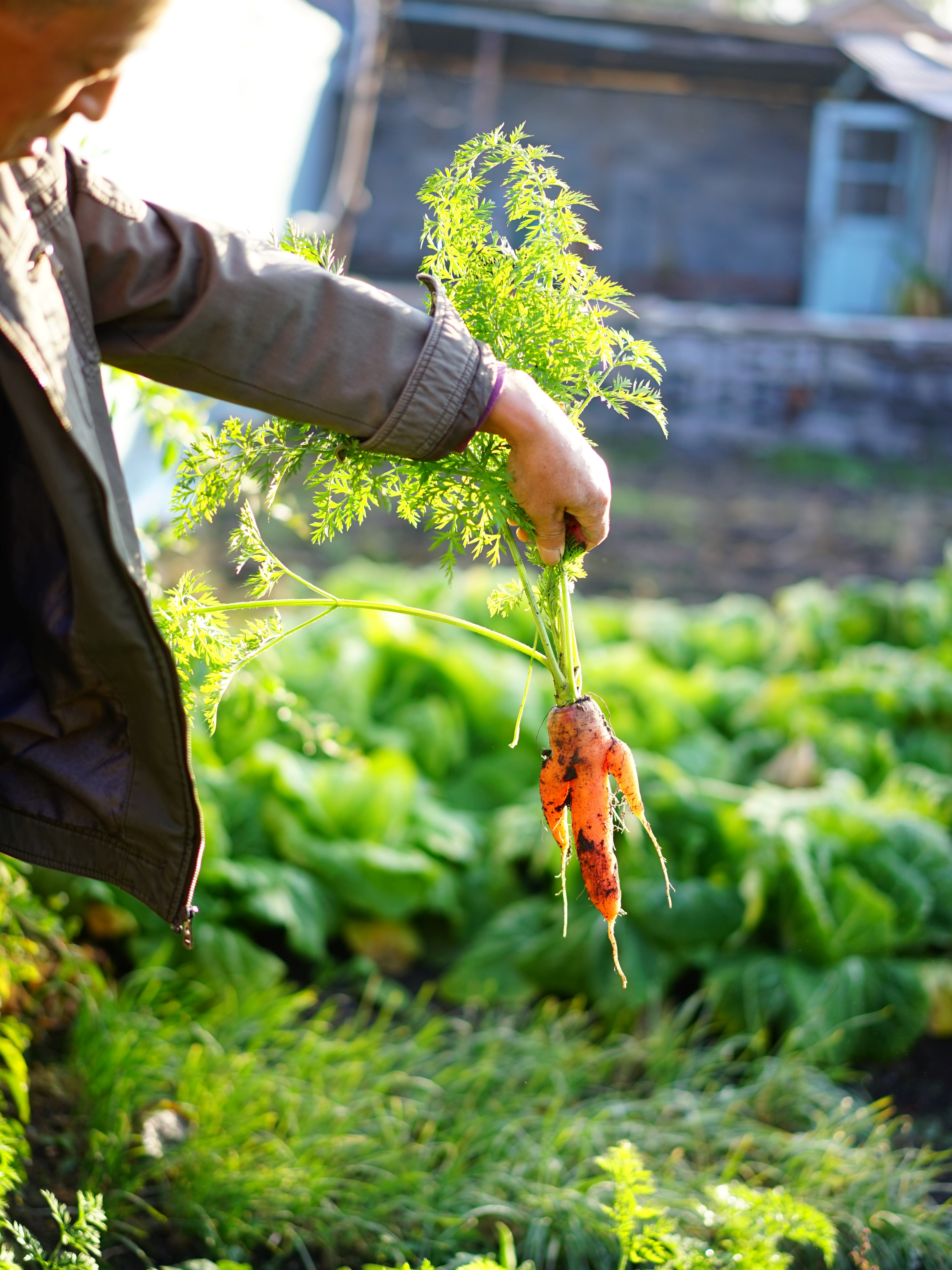 carrots being pulled from garden by an older man